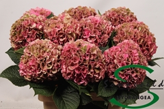 Hydrangea Glowing Alps Classic 60cm 16-18cm Hd