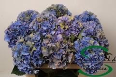 Hydrangea Royal Parade Classic 75cm 18-20cm Hd