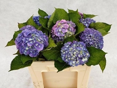 Hydrangea Bodensee Blue 50cm 10-12cm Hd