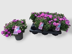 Aster Alpha Pink 12Ø 27cm