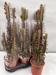 Euphorbia Trigona Rubra 17Ø 80cm