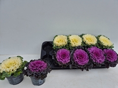 Brassica Oleracea 12Ø 12cm