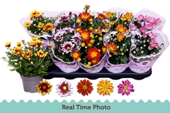 Chrysanth Mix Flower 12Ø 25cm