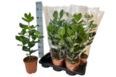 Clusia Princess 17Ø 70cm