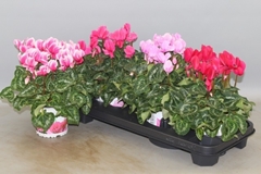 Cyclamen Super Serie Xl 13Ø 30cm