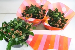 Kalanchoe Double Mix 23Ø 23cm