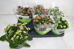 Kalanchoe Double Mix 15Ø 26cm