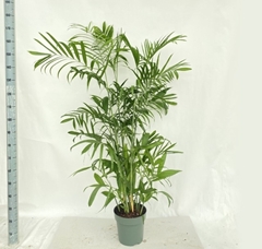 Chamaedorea Seifrizii 27Ø 150cm