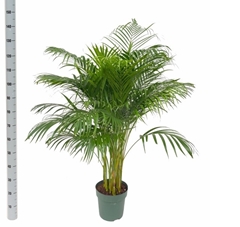 Dypsis Lutescens 27Ø 160cm