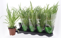 Chlorophytum Variegatum 12Ø 35cm