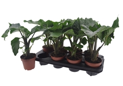 Alocasia Low Rider 12Ø 40cm