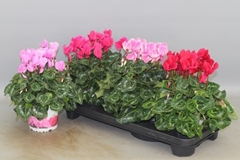 Cyclamen Super Serie Xl 13Ø 30cm