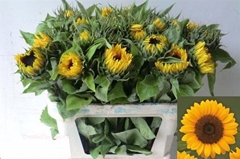 Helianthus Sunrich Orange 80cm 15cm Hd