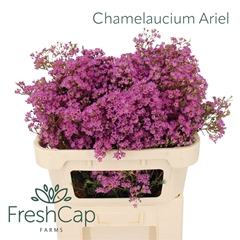 Chamelaucium Ariel 70cm 60gr.