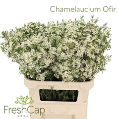 Chamelaucium Ofir 80cm 75gr.