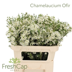 Chamelaucium Ofir 70cm 65gr.