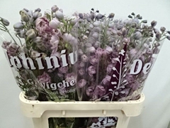 Delphinium Double Dewi Melody 80cm