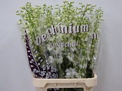 Delphinium Double Dewi Impressive White 100cm