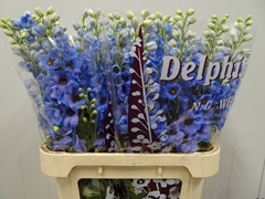 Delphinium Double Dewi Azul 80cm