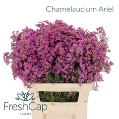 Chamelaucium Ariel 80cm 85gr.