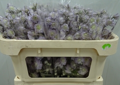Delphinium Double Dewi Wollie 65cm