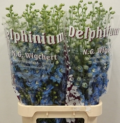 Delphinium Double Dewi Ice Blue 100cm