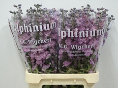 Delphinium Double Dewi Melody 90cm
