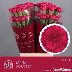 Dianthus Single Bizet 65cm
