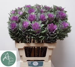 Brassica Crane Queen 60cm