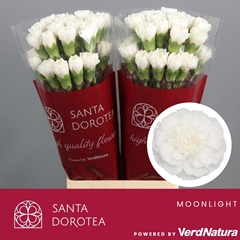 Dianthus Single Moonlight 65cm