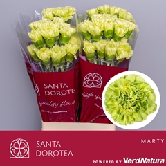Dianthus Single Marty Dark Green 65cm
