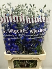 Delphinium Double Dewi Blue Star 100cm