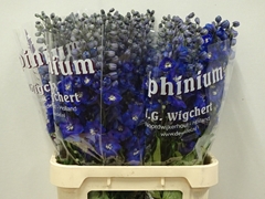 Delphinium Double Dewi Blue Star 90cm