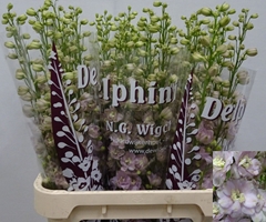 Delphinium Double Dewi Fame 90cm