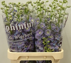 Delphinium Double Dewi Zofia 90cm