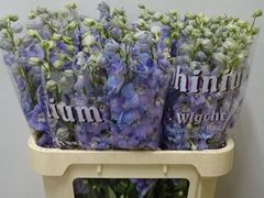 Delphinium Double Dewi Zofia 80cm