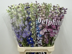 Delphinium Double Mix 100cm
