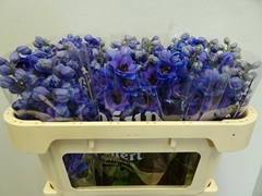 Delphinium Double Dewi Purple Smile 65cm