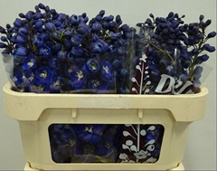 Delphinium Double Dewi Dark Blue Smile 65cm