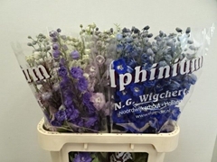 Delphinium Double Mix 80cm