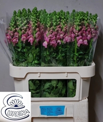 Antirrhinum Avignon Cherry Rose 75cm