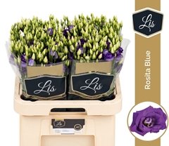 Eustoma Double Rosita Blue 70cm