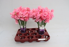 Lathyrus Winter Sunshine Pink 35cm