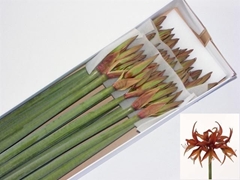 Hippeastrum Spider Merenque 75cm