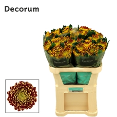 Chrysanth Single Fuego 75cm 95gr.