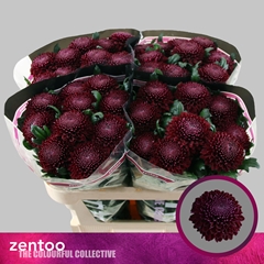 Chrysanth Single Poker 70cm 75gr.