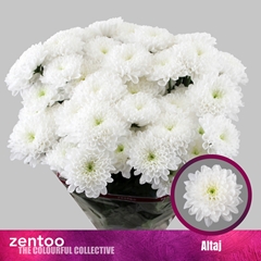 Chrysanth Spray Altaj 70cm 105gr.