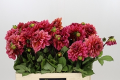 Dahlia Salmon Runner 55cm