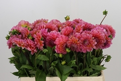 Dahlia Pink Runner 55cm