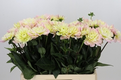 Dahlia Diana's Memory 60cm